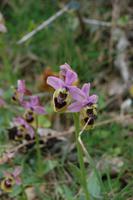 wilde Orchideen nahe Cap Blanc