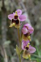 wilde Orchideen nahe Cap Blanc