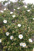 Blütenpracht im März nahe Cap Blanc