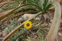 Blütenpracht im März nahe Cap Blanc