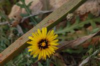 Blütenpracht im März nahe Cap Blanc