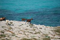 wilde Bergziegen auf dem Weg zur Cala Mesquida 