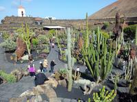 Kaktusgarten - Wanderreise auf Lanzarote - Singlereisen - Wandern - Lanzarote - Spanien