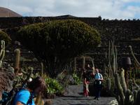 Kaktusgarten - Wanderreise auf Lanzarote - Singlereisen - Wandern - Lanzarote - Spanien