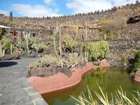 Kaktusgarten - Wanderreise auf Lanzarote - Singlereisen - Wandern - Lanzarote - Spanien