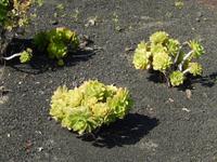 Wanderreise auf Lanzarote - Singlereisen - Wandern - Lanzarote - Spanien