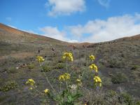 Wanderreise auf Lanzarote - Singlereisen - Wandern - Lanzarote - Spanien