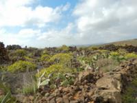 Wanderreise auf Lanzarote - Singlereisen - Wandern - Lanzarote - Spanien