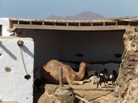 Wanderreise auf Lanzarote - Singlereisen - Wandern - Lanzarote - Spanien