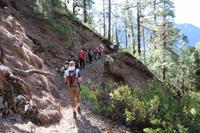 Durch den Kiefernwald hinab in die Schlucht