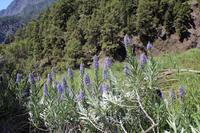 Blütenbracht auf La Palma