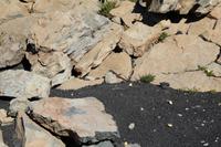 Fütterung der Inselgötter - Kanareneidechse