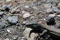 Eidechse auf Teneriffa