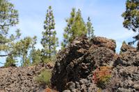 Wanderung am Chinyero