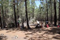 Picknick im Kiefernwald