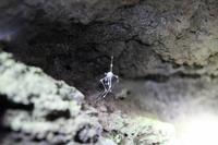 Abgestorbene Spinne, 