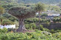 Drachenbaum, Icod de los Vinos, Teneriffa