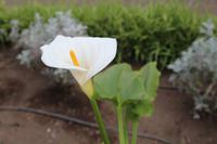 Icod de los Vinos, Teneriffa