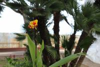 Icod de los Vinos, Teneriffa