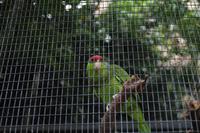 Freizeit im Loro Parque, Teneriffa