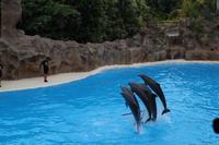 Freizeit im Loro Parque, Teneriffa
