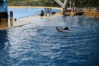 Freizeit im Loro Parque, Teneriffa