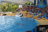 Freizeit im Loro Parque, Teneriffa