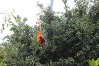 Freizeit im Loro Parque, Teneriffa