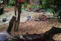 Freizeit im Loro Parque, Teneriffa