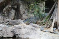 Freizeit im Loro Parque, Teneriffa