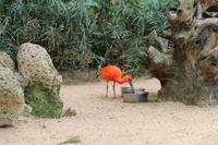 Freizeit im Loro Parque, Teneriffa