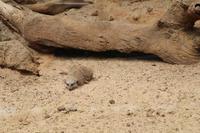 Freizeit im Loro Parque, Teneriffa