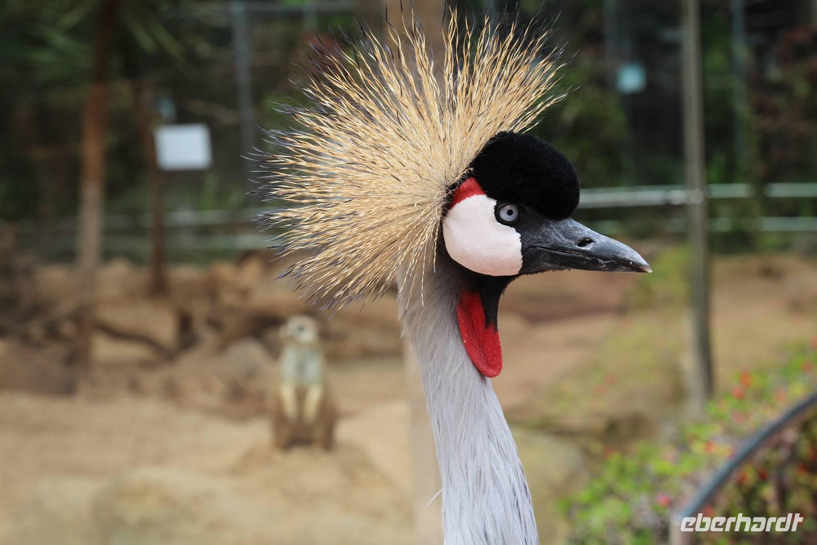 Freizeit im Loro Parque, Teneriffa