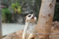 Freizeit im Loro Parque, Teneriffa