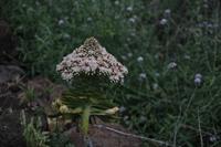 Wanderung durch die Masca-Schlucht