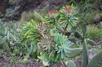 Wanderung durch die Masca-Schlucht