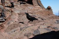 Eine Krähe als Begleiter auf unserer Tour