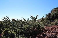 Wanderung zum Pico de la Cruz