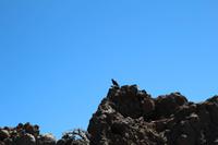 Unser Begleiter wacht über uns