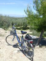 entlang der via verde del aceite