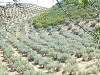 unzählige Olivenbäume