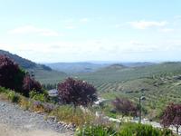 Blick von Alcaudete auf Olivenhaine