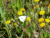auf der Radtour durch Donana