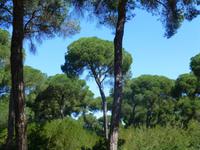 Pinienwald im Naturpark Coto Donana