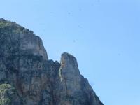 die Gänsegeier kreisen in den Bergen