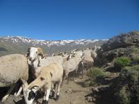 Sierra Nevada - Las Alpujarras - Single-Wanderreise Andalusien