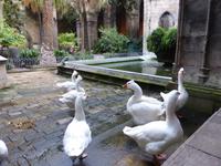 Barcelona - Gänse der Eulalia in Kathedrale