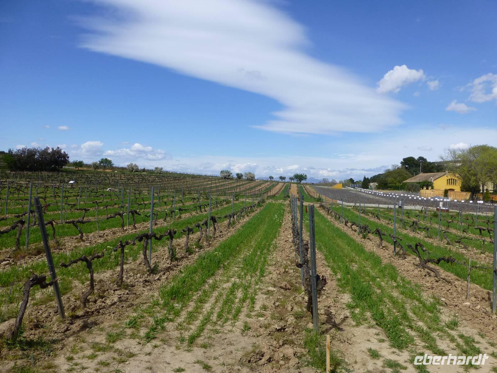Villafranca - Weinberges von Torres im Penedes