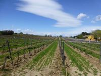 Villafranca - Weinberges von Torres im Penedes