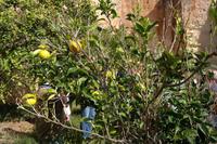 Orangen an geschützter Stelle